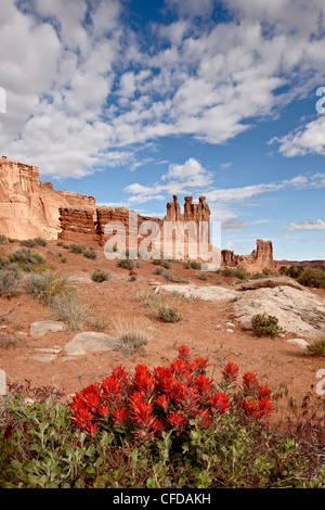 La commune et les Commères,paintbrush (Castilleja chromosa), Arches National Park, Utah, United States of America Banque D'Images