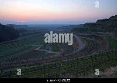 Vue sur vignes à Oberrotweil, à la fin de l'automne, Kaiserstuhl, Bade-Wurtemberg, Allemagne, Europe Banque D'Images