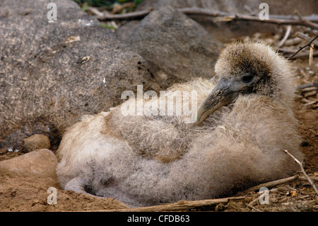 Les albatros des Galapagos, îles Galapagos, Equateur, Amérique du Sud. (Critique d'extinction) Banque D'Images