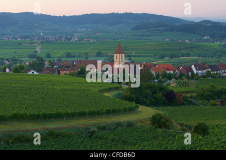 Vue sur vignes de Burkheim à Oberrotweil, été, Kaiserstuhl, Bade-Wurtemberg, Allemagne, Europe Banque D'Images