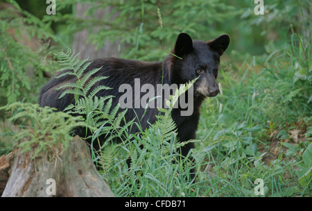 Ours noir (Ursus americanus) Yearling. L'Ontario, Canada Banque D'Images