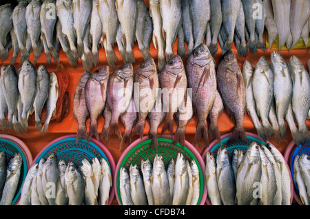 Corée, Busan, marché de Jagalchi, poissons frais Afficher Banque D'Images