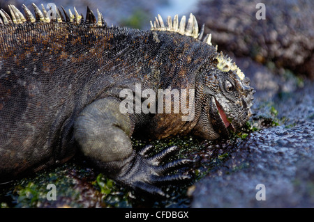 Iguane marin se nourrissant de laitue de mer (Alva sp.), l'île de Santiago, Puerto Egas, îles Galapagos, Equateur, Amérique du Sud. Banque D'Images