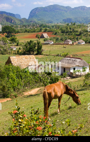 Calèche sur une colline dans la vallée de Vinales, province de Pinar del Rio, Cuba, Antilles, Amérique Centrale Banque D'Images