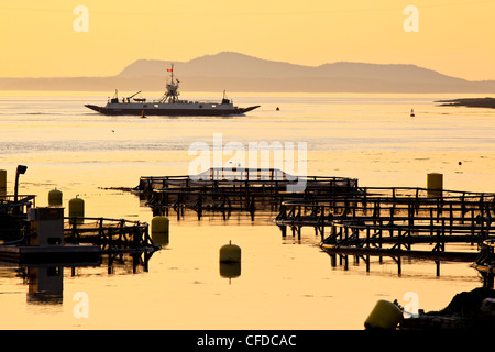 Enclos de l'aquaculture du saumon avec Deer Island Ferry en arrière-plan, Green Point, dans la baie de Fundy, Nouveau-Brunswick, Canada Banque D'Images