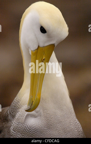 Lissage des albatros des Galapagos, Punto Cevallos, Espanola (Hood) Island, îles Galapagos, Equateur, Amérique du Sud. Banque D'Images