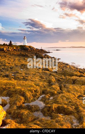 , Fucus (Fucus vesiculosus), algues, à marée basse, le phare de Green Point dans la baie de Fundy, Nouveau-Brunswick, Canada Banque D'Images