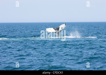 Queue de baleine à bosse-slapping, (Megaptera novaeangliae) au large de l'île Grand Manan, dans la baie de Fundy, Nouveau-Brunswick, Canada Banque D'Images