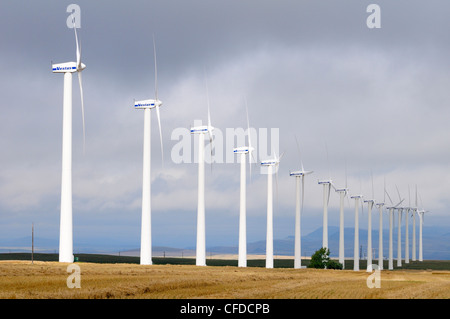 Une rangée d'éoliennes Vestas près de Pincher Creek, Alberta, Canada Banque D'Images