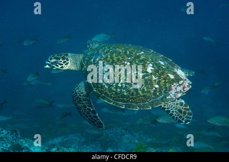 La tortue imbriquée, Centrale des Îles Britanniques, les îles Galapagos, Equateur, Amérique du Sud. Banque D'Images