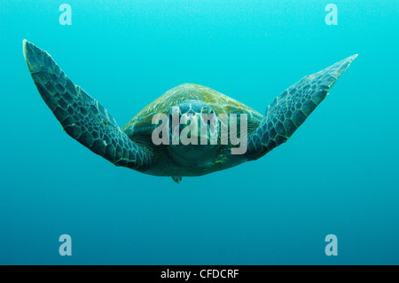 La tortue verte, au centre des îles Britanniques, les îles Galapagos, Equateur, Amérique du Sud. Banque D'Images