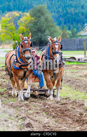 L'homme a le contrôle d'une équipe de chevaux belges labourer un champ à Fort Steele, près de Cranbrook, Colombie-Britannique, Canada Banque D'Images