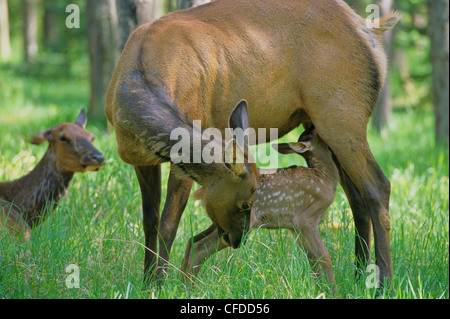 Le wapiti (Cervus elaphus) infirmières jeunes, en Alberta au Canada. Banque D'Images