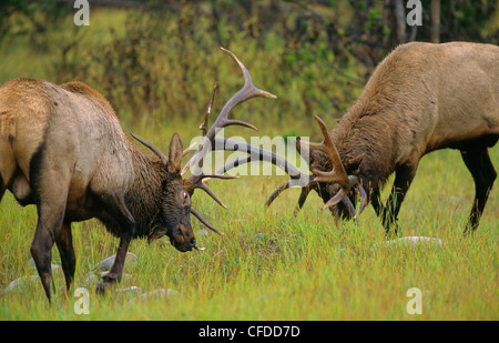 Le wapiti (Cervus elaphus) mâles pendant le rut, Alberta Canada. Banque D'Images