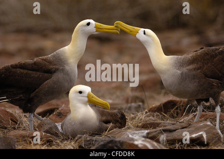 Comportements de l'albatros des Galapagos, Punto Cevallos, Espanola (Hood) Island, îles Galapagos, Equateur, Amérique du Sud. Banque D'Images