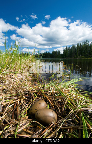 Plongeon huard (Gavia immer) nid, le nord de la Saskatchewan, Canada Banque D'Images