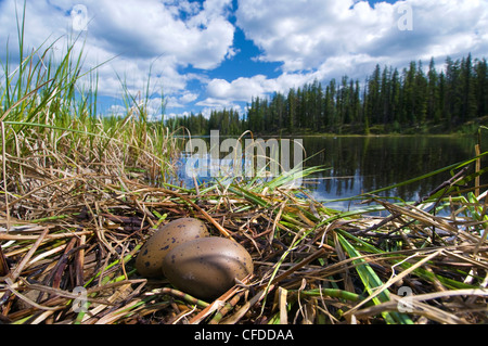 Plongeon huard (Gavia immer) nid, le nord de la Saskatchewan, Canada Banque D'Images