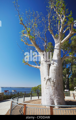 Boab tree à King's Park, Perth, Australie occidentale, Australie, Pacifique Banque D'Images