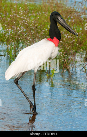 Cigogne jabiru adultes (Jabiru mycteria), les zones humides du Pantanal, au sud-ouest de l'Amérique du Sud, Brésil Banque D'Images