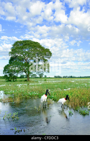 Cigogne jabiru adultes (Jabiru mycteria), les zones humides du Pantanal, au sud-ouest de l'Amérique du Sud, Brésil Banque D'Images