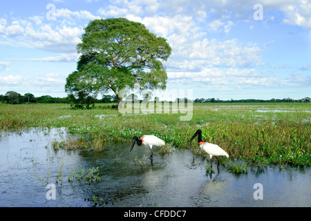 Cigogne jabiru adultes (Jabiru mycteria), les zones humides du Pantanal, au sud-ouest de l'Amérique du Sud, Brésil Banque D'Images