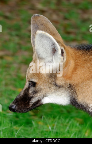 Le loup à crinière (Chrysocyon brachyurus), Pantanal, Brésil, le sud-ouest de l'Amérique du Sud Banque D'Images