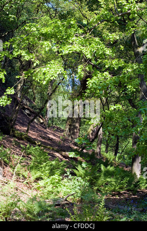 Forêt mixte au printemps comme le hêtre Wilmslow Cheshire Angleterre Banque D'Images