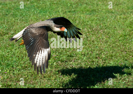 (Caracara cheriway caracara du nord), les zones humides du Pantanal, au sud-ouest de l'Amérique du Sud, Brésil Banque D'Images