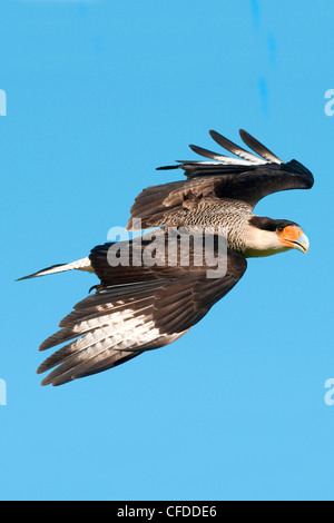 (Caracara cheriway caracara du nord), les zones humides du Pantanal, au sud-ouest de l'Amérique du Sud, Brésil Banque D'Images