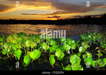 Jacinthe d'eau (Eichhornia crassipes), les zones humides du Pantanal, au sud-ouest de l'Amérique du Sud, Brésil Banque D'Images