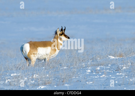 L'antilocapre buck (Antilocapa americana) à la fin de l'hiver, les prairies de l'Alberta, l'Ouest du Canada Banque D'Images