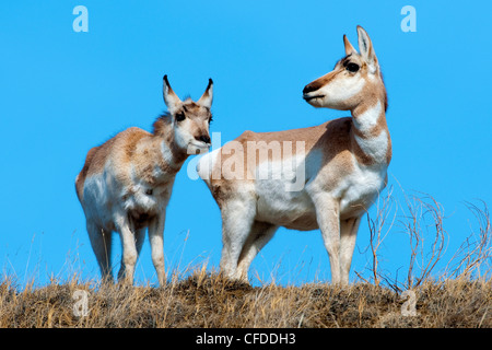 N'Antilocapa Pronghorn (americana) à la fin de l'hiver, les prairies de l'Alberta, l'Ouest du Canada Banque D'Images