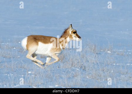 L'antilocapre doe (Antilocapa americana) à la fin de l'hiver, les prairies de l'Alberta, l'Ouest du Canada Banque D'Images