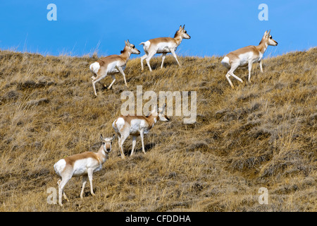 L'antilocapre (Antilocapa americana) à la fin de l'hiver, les prairies de l'Alberta, l'Ouest du Canada Banque D'Images