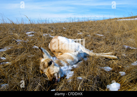 L'antilocapre (Antilocapa americana) mortalité de famine à la fin de l'hiver, les prairies de l'Alberta, l'Ouest du Canada Banque D'Images