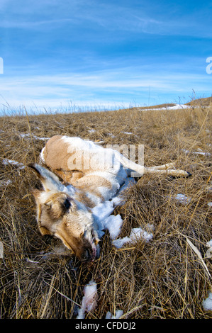 L'antilocapre (Antilocapa americana) mortalité de famine à la fin de l'hiver, les prairies de l'Alberta, l'Ouest du Canada Banque D'Images