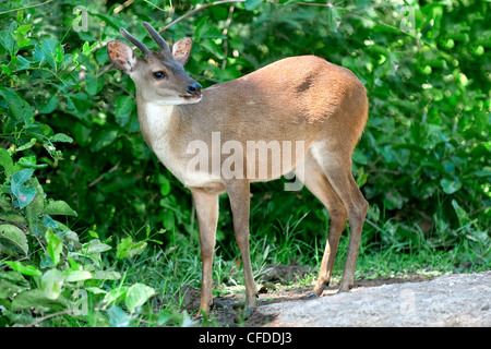 Red Deer brocket (Mazama americana), les zones humides du Pantanal, au sud-ouest de l'Amérique du Sud, Brésil Banque D'Images