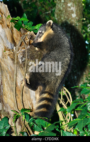 South American coati (Nasua nasua) en quête de vers blancs dans le bois pourri d'une souche d'arbre, chutes d'Iguaçu, Brésil Amérique du Sud Banque D'Images