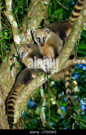 South American coati (Nasua nasua) en quête de vers blancs dans le bois pourri d'une souche d'arbre, chutes d'Iguaçu, Brésil Amérique du Sud Banque D'Images