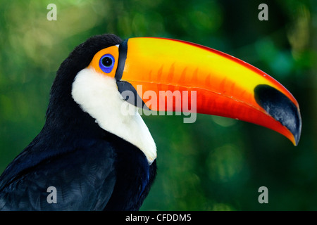 Toucan Toco (Ramphastos adultes toco), les zones humides du Pantanal, au sud-ouest de l'Amérique du Sud, Brésil Banque D'Images