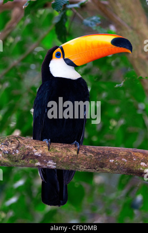 Toucan Toco (Ramphastos adultes toco), les zones humides du Pantanal, au sud-ouest de l'Amérique du Sud, Brésil Banque D'Images