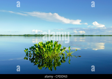 Jacinthe d'eau (Eichhornia crassipes), les zones humides du Pantanal, au sud-ouest de l'Amérique du Sud, Brésil Banque D'Images