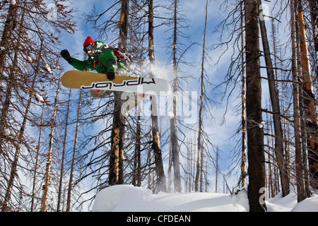 Un surfeur est diffusé sur un oreiller de neige tandis que sur un voyage de ski de chat. Montagnes Monashee, Vernon, British Columbia, Canada Banque D'Images