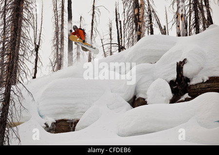 Un surfeur est diffusé sur un oreiller de neige tandis que sur un voyage de ski de chat. Montagnes Monashee, Vernon, British Columbia, Canada Banque D'Images