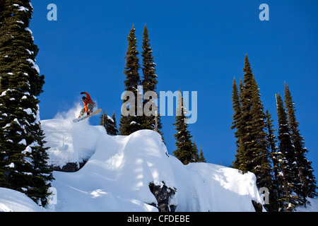 Un surfeur est diffusé sur un oreiller de neige tandis que sur un voyage de ski de chat. Montagnes Monashee, Vernon, British Columbia, Canada Banque D'Images