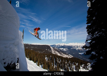 Un surfeur est diffusé sur un oreiller de neige tandis que sur un voyage de ski de chat. Montagnes Monashee, Vernon, British Columbia, Canada Banque D'Images