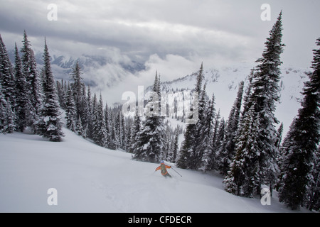 Un homme dans la poudreuse skis monashees tandis que cat skiing. Vernon, British Columbia, Canada Banque D'Images