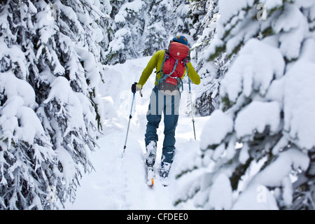 Un skieur de télémark de mâle skins son chemin jusqu'à la Promenade des glaciers alpins, National Park, Banff, Alberta, Canada Banque D'Images