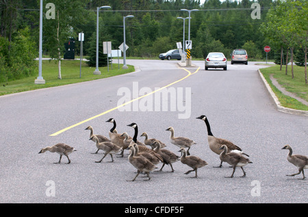 CanadGoose Brantcanadensis parent adulte jeune Banque D'Images