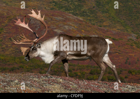 Bull de la toundra des bois de caribou Banque D'Images